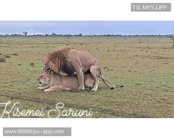 梅西亲临印度野生动物保护中心参与宗教仪式与狮子亲密接触的奇妙体验